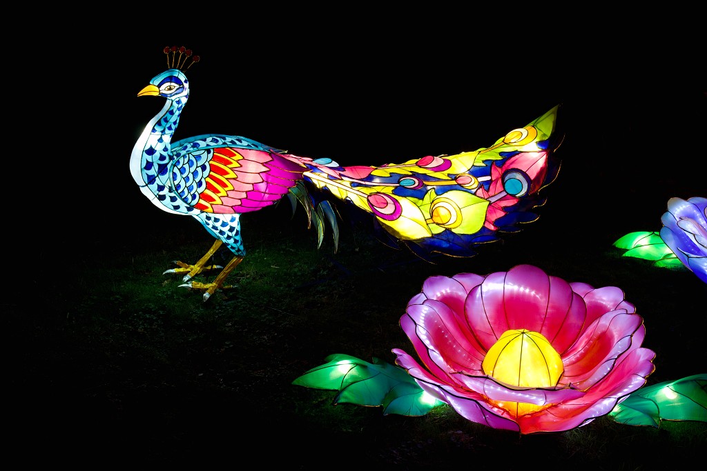 china light licht festival lichtshow show festiviteit glow evenement event chinees chinese verlichting draak dragon lichtfestival zoo